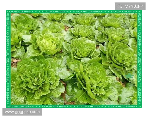 美丽的白菜照片:展现自然的绿色魅力 美丽的白菜照片:展现自然的绿色魅力